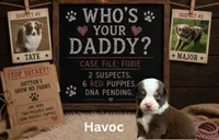 Havoc - blue eye, a male Miniature American Shepherd for sale in Jasper, MO – 2 of 3
