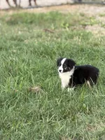 Creek - Ready Now, a male Miniature Australian Shepherd for sale in Jasper, MO – 2 of 4