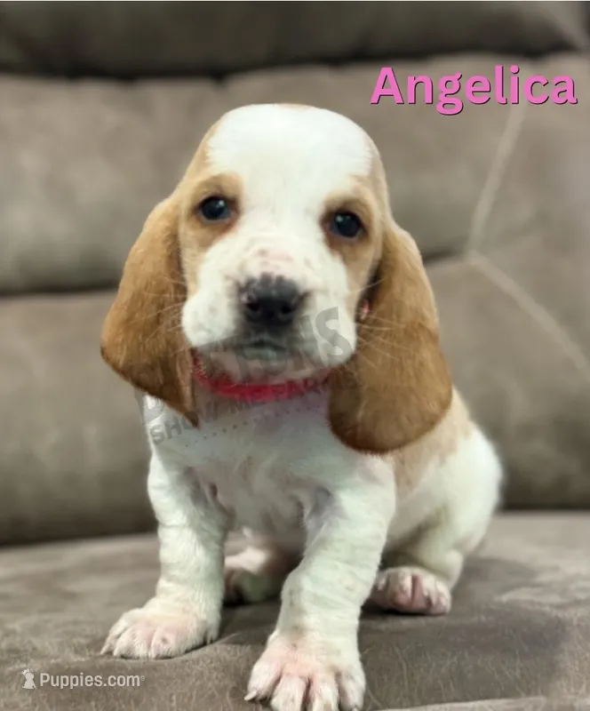 Angelica – Basset Hound puppy for sale in Jasper, MO