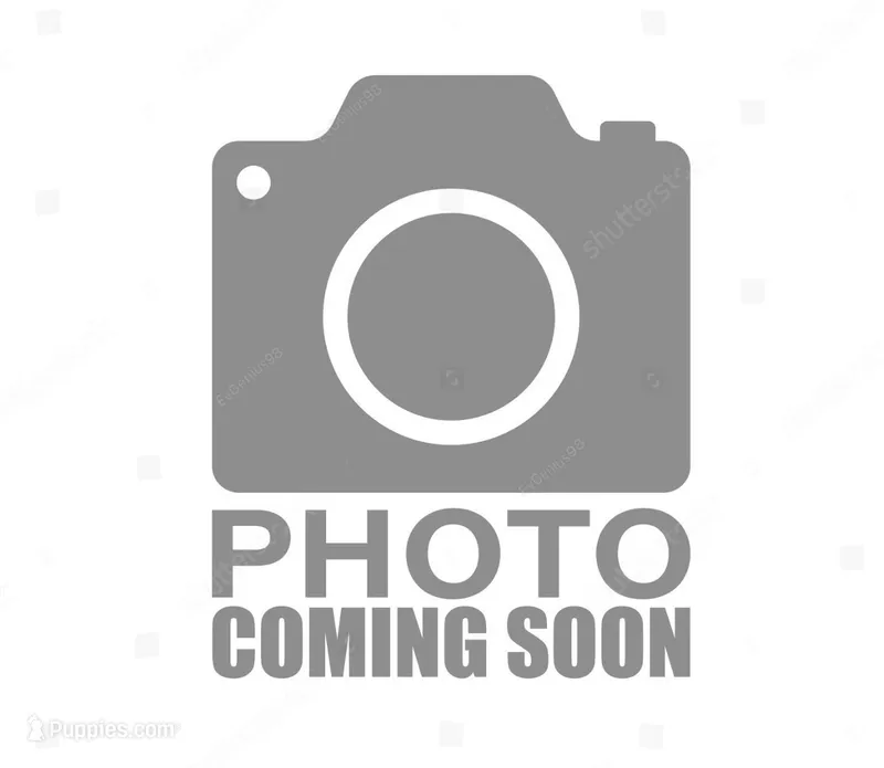 Male 1 – Maltipoo puppy for sale in Jasper, MO