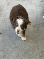 Havoc - AKCmas / ASDR & Ready Now, a male Miniature Australian Shepherd for sale in Oronogo, MO – 9 of 9