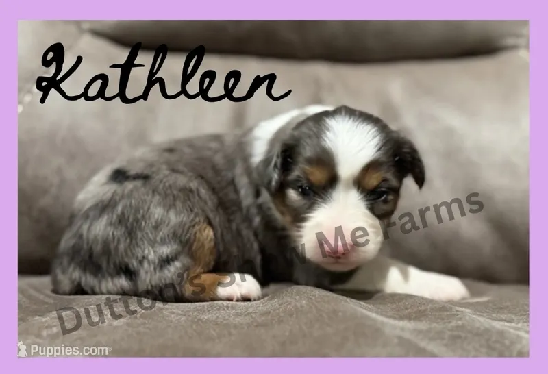 Kathleen - Fall Sale – Miniature Australian Shepherd puppy for sale in Oronogo, MO