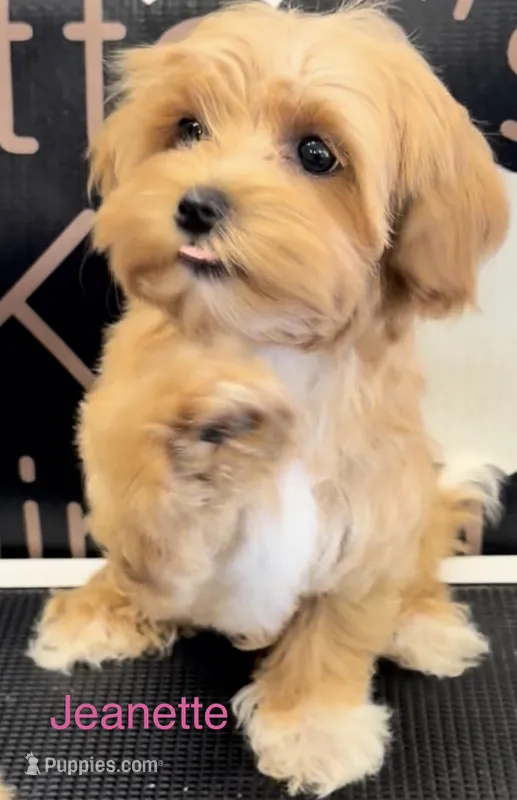 Jeanette  – Maltipoo puppy for sale in Jasper, MO