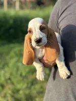 Angelica - Ready Now FLASH SALE, a female Basset Hound for sale in Jasper, MO – 2 of 3