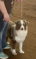 Havoc - AKCmas / ASDR & Ready Now, a male Miniature Australian Shepherd for sale in Oronogo, MO – 3 of 9