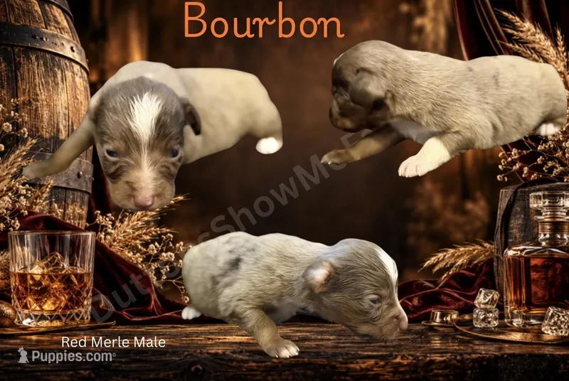 Bourbon  – Miniature American Shepherd puppy for sale in Oronogo, MO