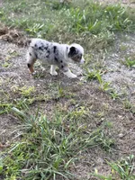 Bridget - Ready Now, a female Miniature Australian Shepherd for sale in Jasper, MO – 4 of 4