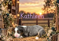 Kathleen, a female Miniature Australian Shepherd for sale in Oronogo, MO – 1 of 4