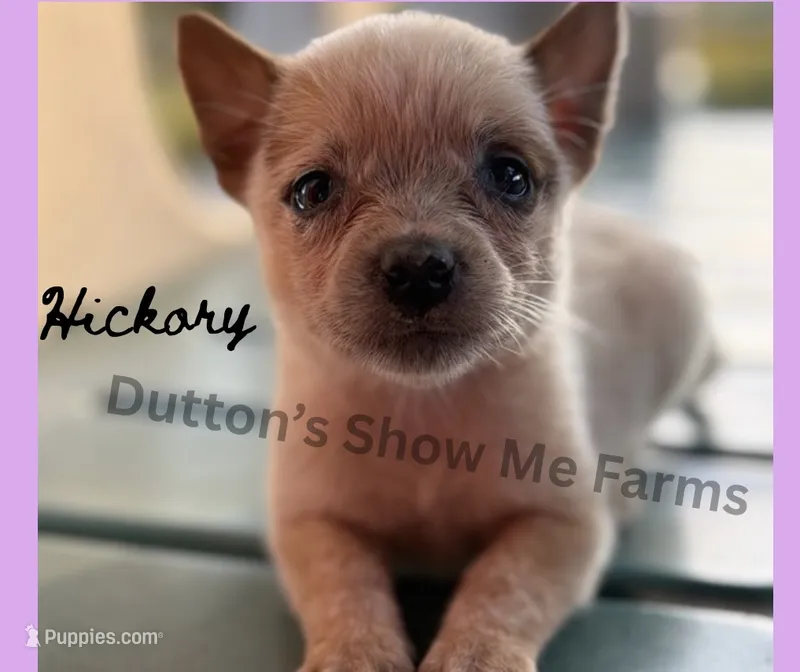 Hickory – Australian Cattle Dog puppy for sale in Oronogo, MO