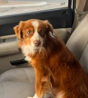 Havoc - AKCmas / ASDR & Ready Now, a male Miniature Australian Shepherd for sale in Oronogo, MO – 2 of 9