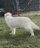 Marley , a female English Cream Golden Retriever for sale in Jasper, MO – Photo 1 of 4