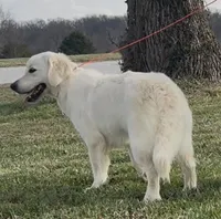 Marley , a female English Cream Golden Retriever for sale in Jasper, MO – Photo 2 of 4