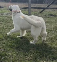 Marley , a female English Cream Golden Retriever for sale in Jasper, MO – Photo 3 of 4