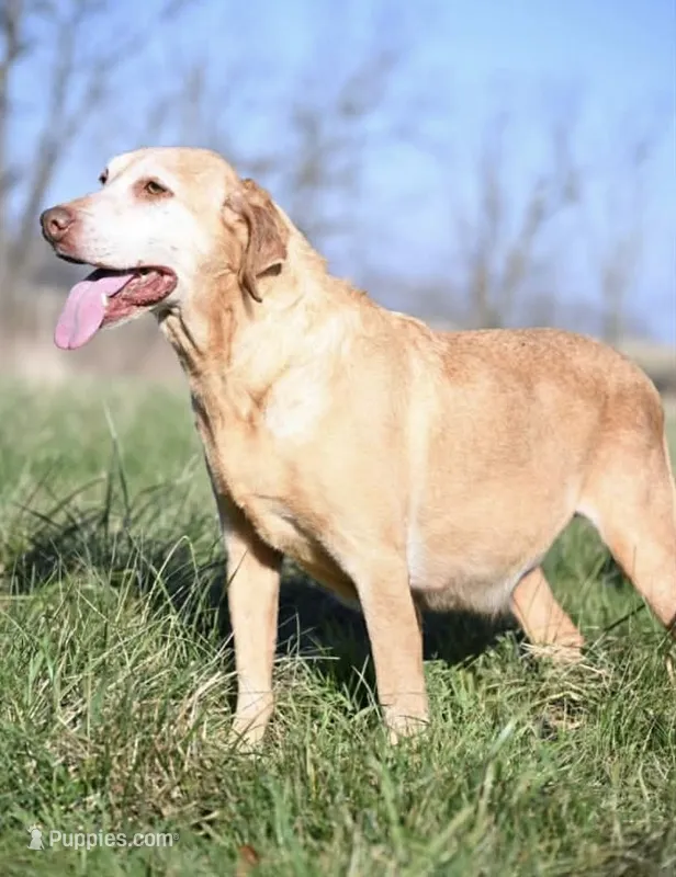 Goldie  – Labrador Retriever puppy for sale in Jasper, MO