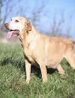 Goldie , a female Labrador Retriever for sale in Jasper, MO – 1 of 2