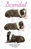 Scandal , a female Miniature American Shepherd for sale in Jasper, MO – 2 of 2
