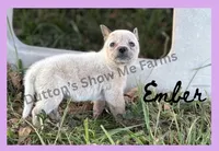 Ember - AKC , a female Australian Cattle Dog for sale in Oronogo, MO – 4 of 4