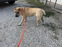 Rosy - APRI & Intact, a female Chinese Shar-Pei for sale in Oronogo, MO – 1 of 2