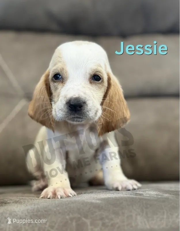 Jessie – Basset Hound puppy for sale in Jasper, MO