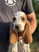 Chuckie - Ready Now , a male Basset Hound for sale in Jasper, MO – 2 of 3
