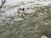 Branch - Ready Now, a male Miniature Australian Shepherd for sale in Jasper, MO – 6 of 7