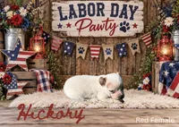 Hickory, a female Australian Cattle Dog for sale in Oronogo, MO – 2 of 2