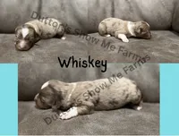 Whiskey , a male Miniature American Shepherd for sale in Oronogo, MO – 1 of 3