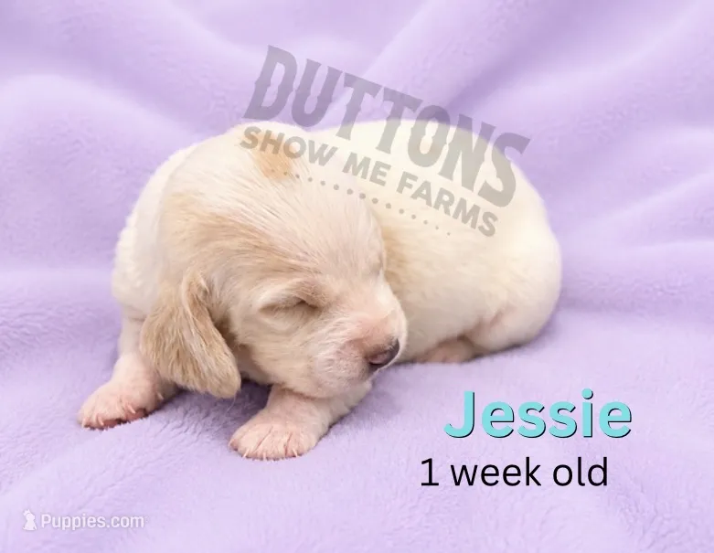 Jessie – Basset Hound puppy for sale in Jasper, MO