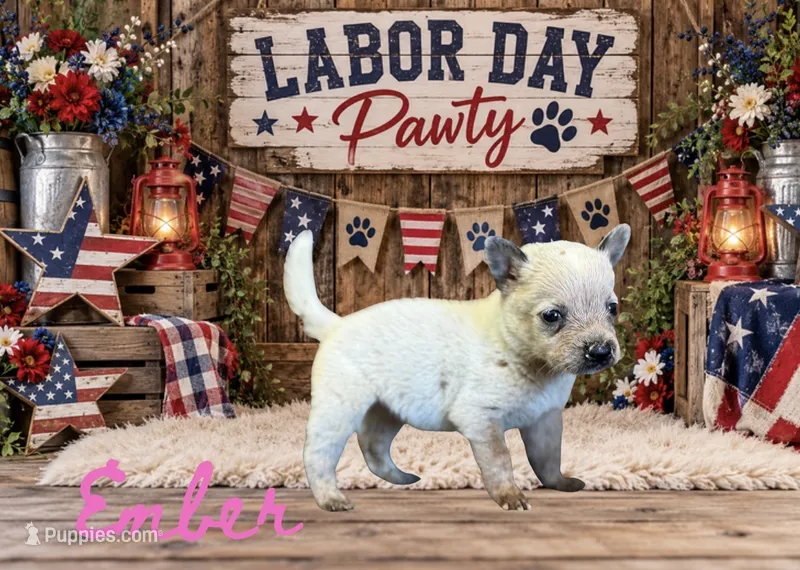 Ember - AKC - Fall Sale – Australian Cattle Dog puppy for sale in Oronogo, MO