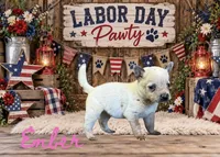 Ember - AKC - Fall Sale, a female Australian Cattle Dog for sale in Oronogo, MO – 1 of 3