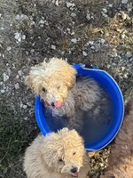 Simon - READY NOW, a male Maltipoo for sale in Oronogo, MO – 2 of 3