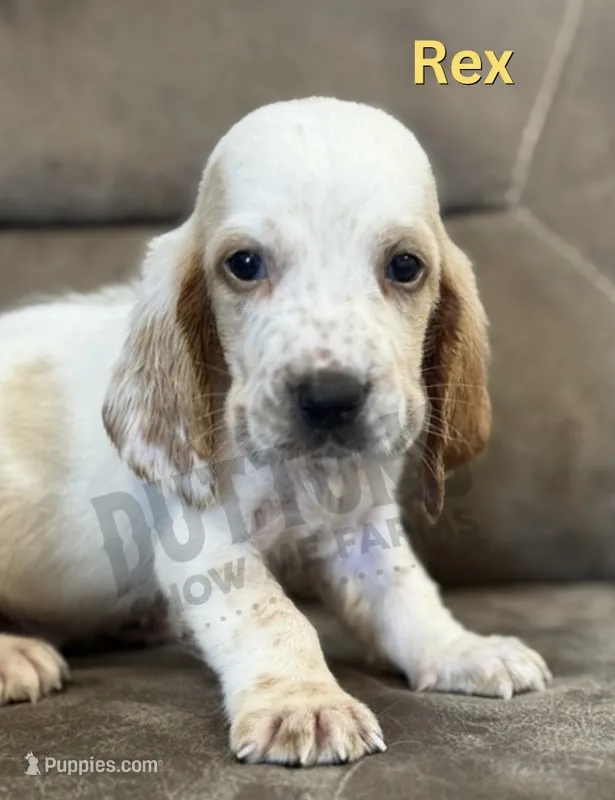 Rex – Basset Hound puppy for sale in Jasper, MO