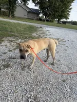 Rosy - APRI & Intact, a female Chinese Shar-Pei for sale in Oronogo, MO – 2 of 2