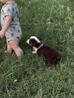 Havoc - Ready Now, a male Toy Australian Shepherd for sale in Jasper, MO – 2 of 9