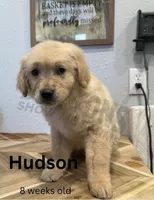 Hudson , a male Golden Retriever for sale in Jasper, MO – Photo 2 of 2