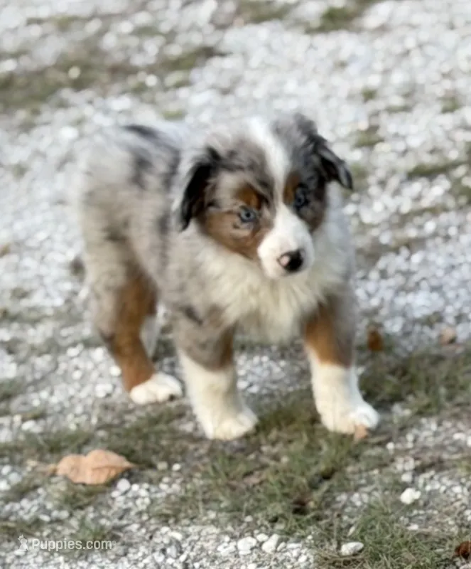 Branch - Ready Now – Miniature Australian Shepherd puppy for sale in Jasper, MO
