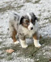 Branch - Ready Now, a male Miniature Australian Shepherd for sale in Jasper, MO – 1 of 7