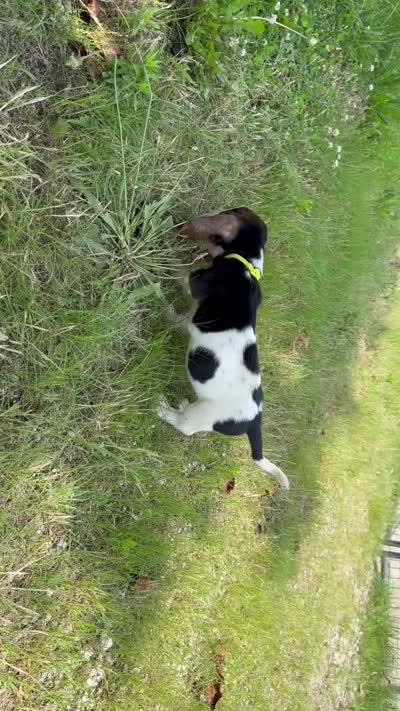 Susie, a female Basset Hound for sale in Jasper, MO – 2 of 2