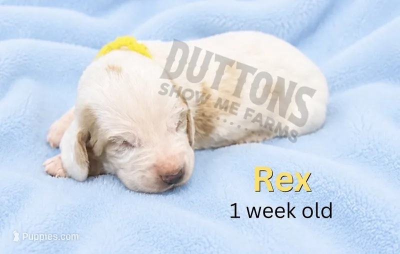 Rex – Basset Hound puppy for sale in Jasper, MO
