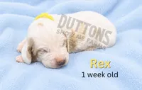 Rex, a male Basset Hound for sale in Jasper, MO – 1 of 1