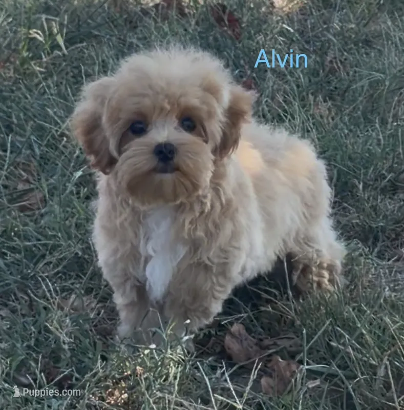 Alvin  – Maltipoo puppy for sale in Jasper, MO