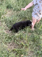 Oopsie - Ready Now, a male Toy Australian Shepherd for sale in Jasper, MO – 2 of 9