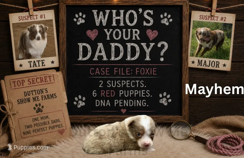Mayhem – Miniature American Shepherd puppy for sale in Jasper, MO