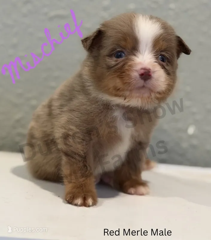 Mischief - Labor Day Sale – Miniature American Shepherd puppy for sale in Jasper, MO