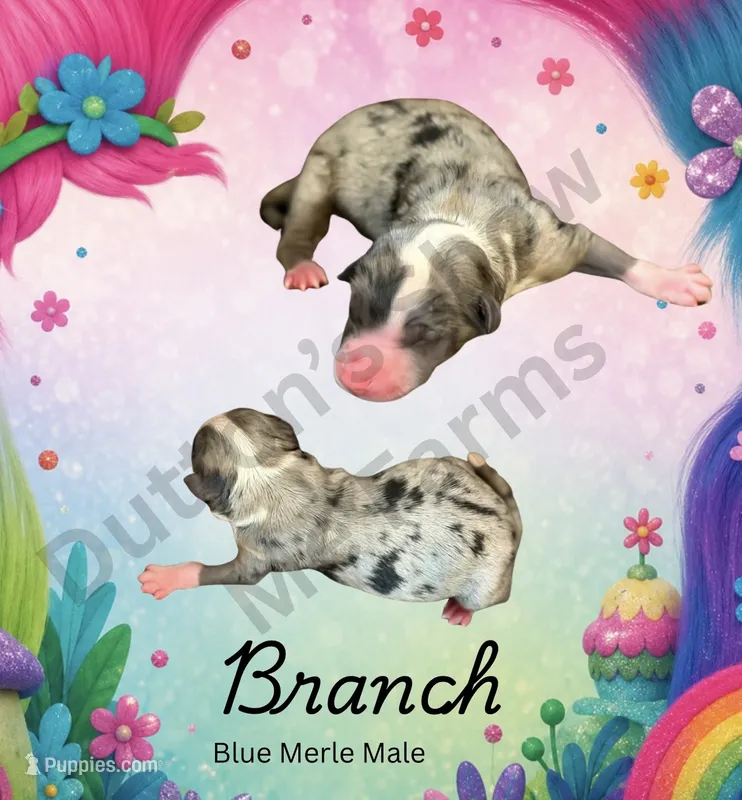 Branch – Miniature Australian Shepherd puppy for sale in Jasper, MO