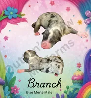 Branch, a male Miniature Australian Shepherd for sale in Jasper, MO – 1 of 1
