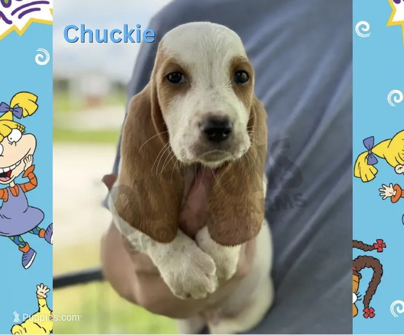 Chuckie – Basset Hound puppy for sale in Jasper, MO
