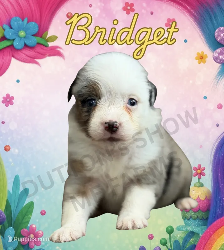 Bridget – Miniature Australian Shepherd puppy for sale in Jasper, MO
