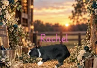 Rachel, a female Miniature Australian Shepherd for sale in Oronogo, MO – 2 of 4