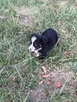 Oopsie - Ready Now, a male Toy Australian Shepherd for sale in Jasper, MO – 3 of 9
